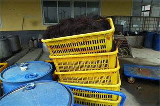 直擊 頭發(fā)加工廠,原來我們被收購的頭發(fā)是這樣處理的