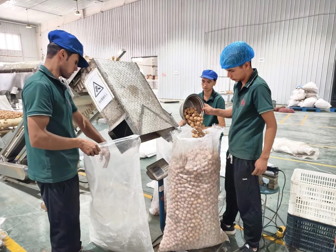 阿克蘇核桃 &ldquo;鏈起&rdquo;大&ldquo;錢&rdquo;景